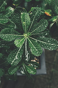 water drops on green leaves thumbnail