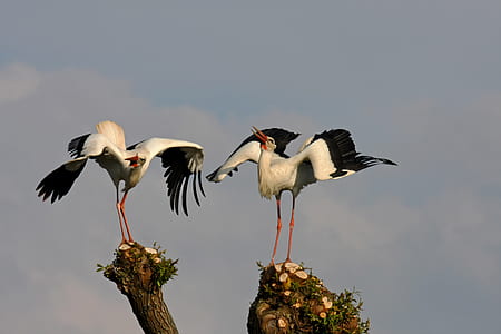 two white-and-black birds on tree branch thumbnail