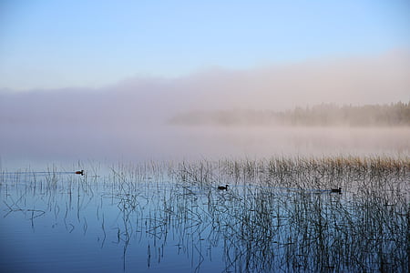 lake and plant thumbnail