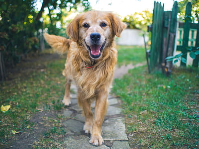 adult golden retriever near green wooden gate thumbnail