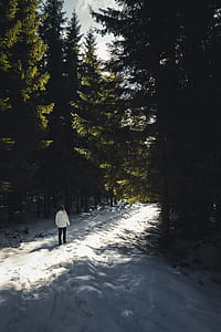 person standing on snowfield near pine trees at daytime thumbnail