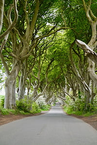 pathway between trees thumbnail