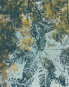 low angle photography of trees thumbnail