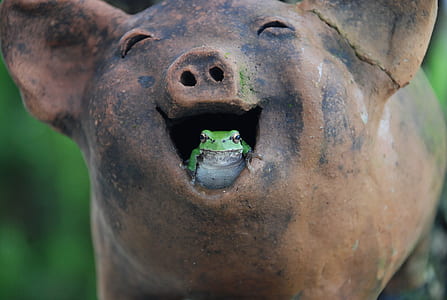 green and white frog in brown ceramic pig mouth figurine during daytime thumbnail