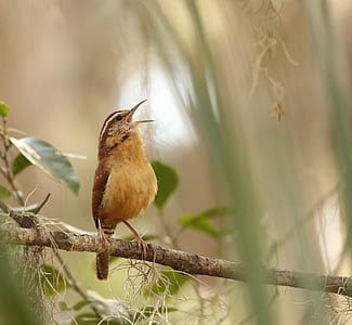 bird perching on tree branch thumbnail