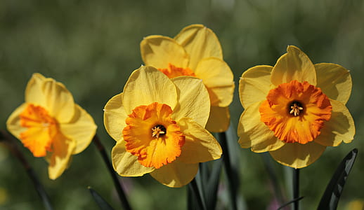 focus photography of yellow daffodil flowers thumbnail