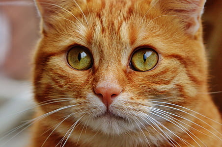 close up photo of orange and white tabby cat thumbnail