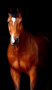 brown horse wall art decor thumbnail