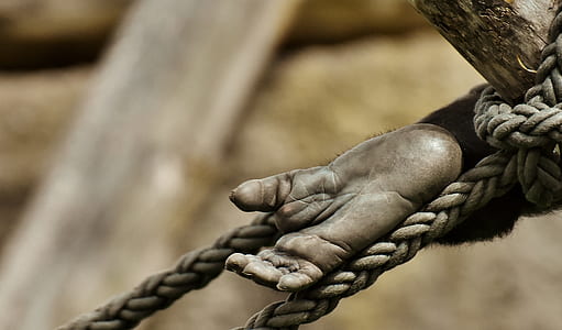 selective focus photography of hand wrapped by rope on log thumbnail