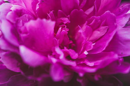 red rose thumbnail