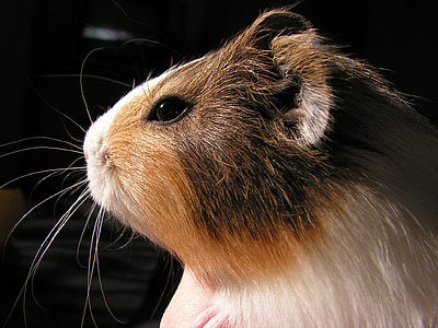 selective focus photography of brown guinea pig thumbnail