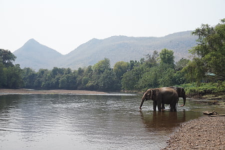 elephat on river thumbnail