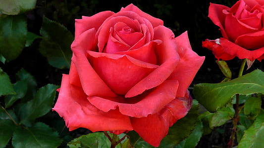 red rose flower about to bloom thumbnail