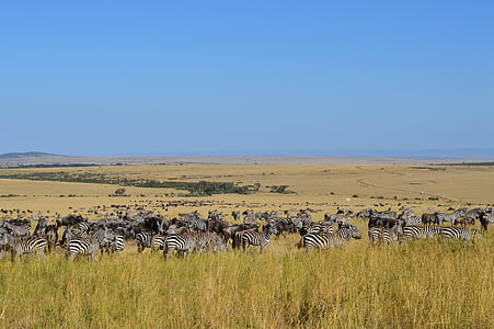 pack of zebra on green field thumbnail
