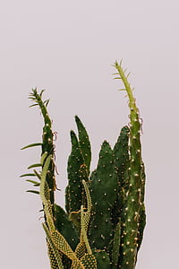 green cactus thumbnail