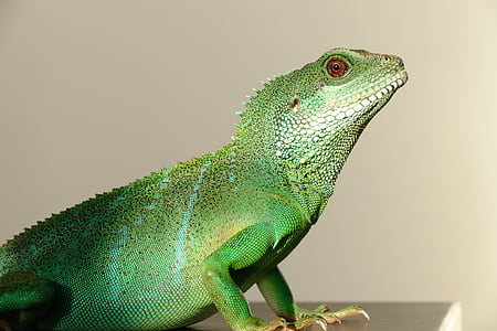 close-up photo of green iguana thumbnail