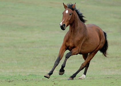 brown galloping horse thumbnail