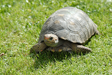 gray turtle on grass thumbnail