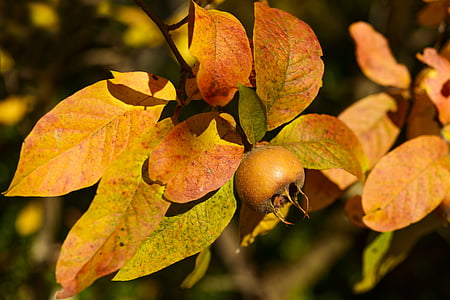 closeup photo of orange fruit thumbnail
