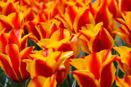 bloomed yellow and red flowers thumbnail