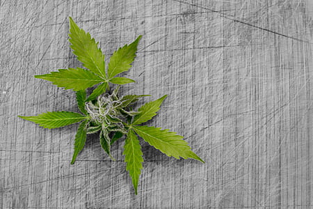 green cannabis plant on gray surface thumbnail