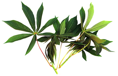close-up photo of green leaves thumbnail