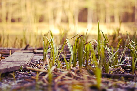 green grass field thumbnail