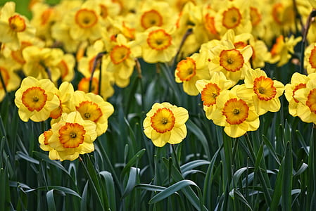 yellow petal flower field thumbnail