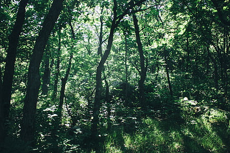 forest during daytime thumbnail