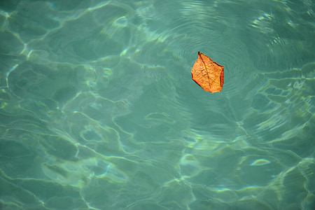 brown leaf floating on body of water thumbnail