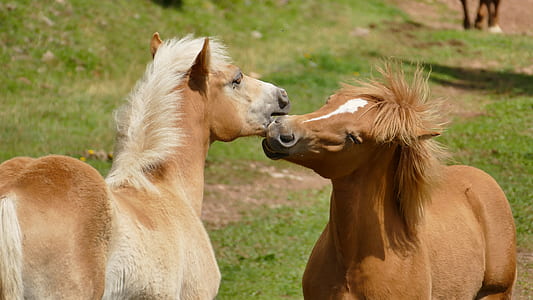 two brown horses next to each other thumbnail