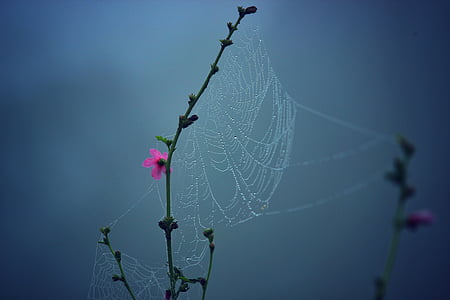 spiderweb on plant thumbnail