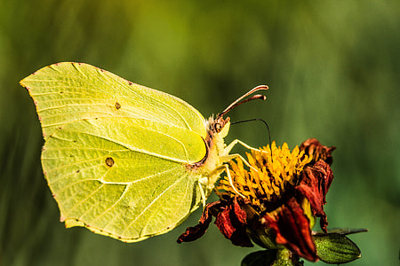 Gonepteryx Rhamni, Butterfly thumbnail