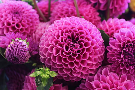 pink dahlia flowers thumbnail