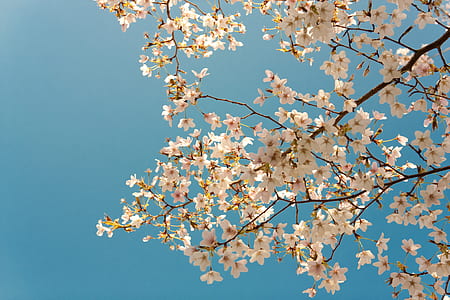 white petaled flowering tree during daytime thumbnail
