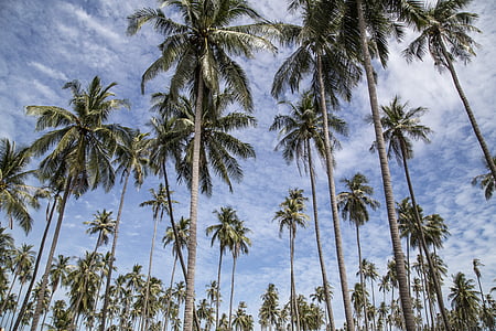 palm, tree, trees, palm tree, palm trees, tropical thumbnail