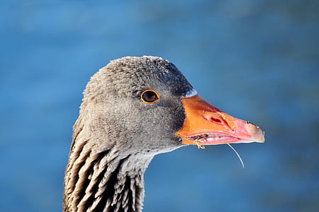 gray duck facing sideways thumbnail