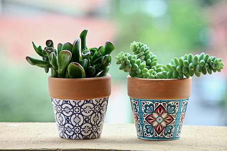 selective focus photography of two green succulent plants thumbnail