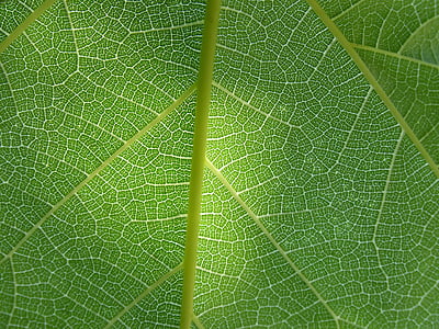 macro shot photography of green leaf thumbnail
