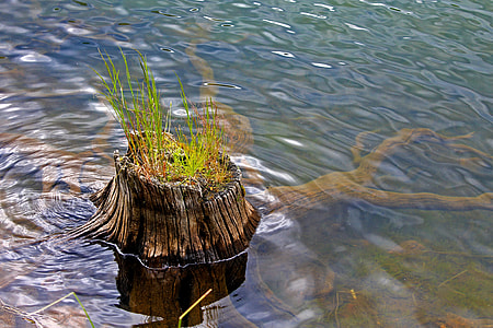 Stump, Stump In Water thumbnail