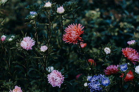 Bed of Flowers Photo thumbnail