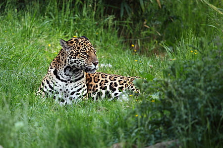 leopard lying on green grass field during daytime thumbnail