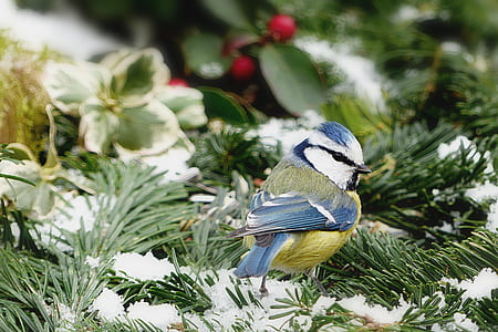 blue and yellow bird thumbnail