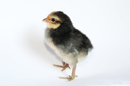 black and white chick thumbnail