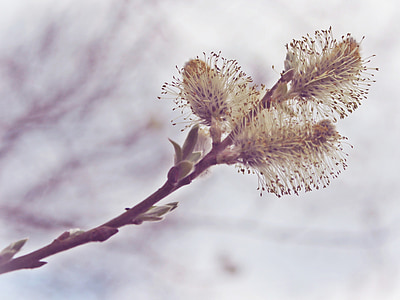 closeup photography of white willow tree flowers thumbnail