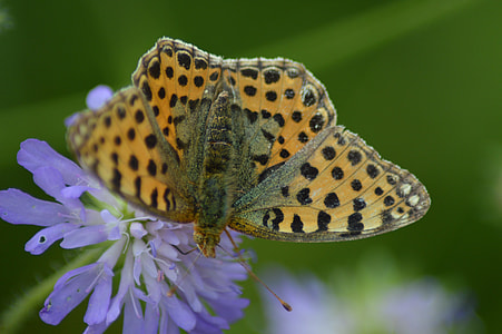 Fritiliary Butterfly thumbnail