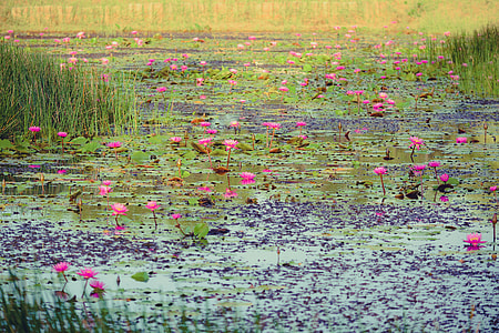 pink petaled flowers thumbnail