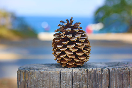pine cone thumbnail