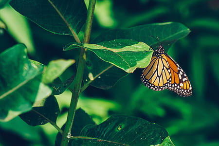 Monarch Butterfly Perched Photo thumbnail