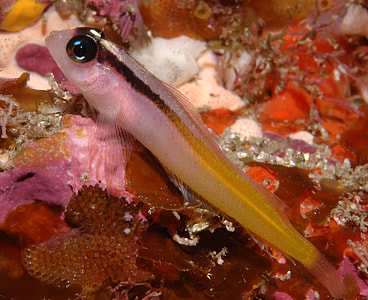 Yellow and Black Triplefin - Forsterygion flavonigrum thumbnail